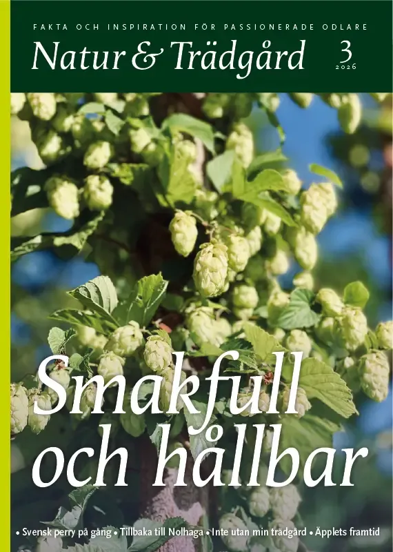 Omslag nr 3 2026