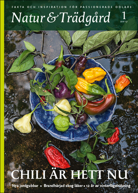 Omslag nr 1 2017
