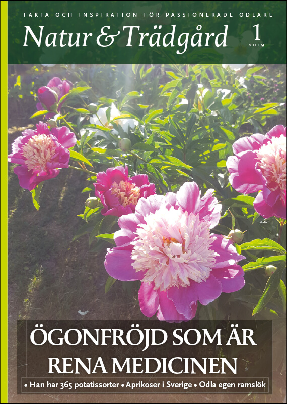 Omslag nr 1 2019