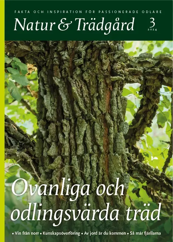 Omslag nr 3 2024